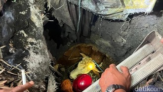 Sapi Kurban di Mojokerto Nyemplung Septic Tank, Damkar Evakuasi 3 Jam Lebih