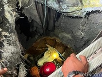 Sapi Kurban di Mojokerto Nyemplung Septic Tank, Damkar Evakuasi 3 Jam Lebih