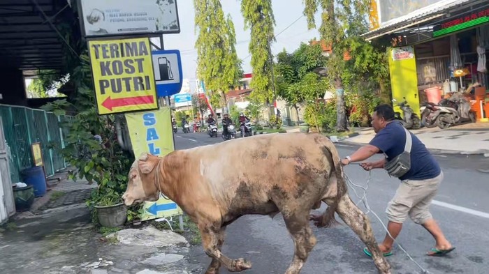 Sapi kurban lepas saat hendak dikirim ke masjid di Lamongan bikin heboh warga. Sapi juga sempat kabur hendak masuk ke dalam salon kecantikan.