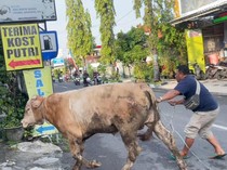 Video: Momen Sapi Kurban di Lamongan Lepas hingga Nyaris Masuk Salon