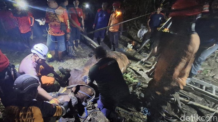 Sapi Kurban Nyemplung Septic Tank di Mojokerto