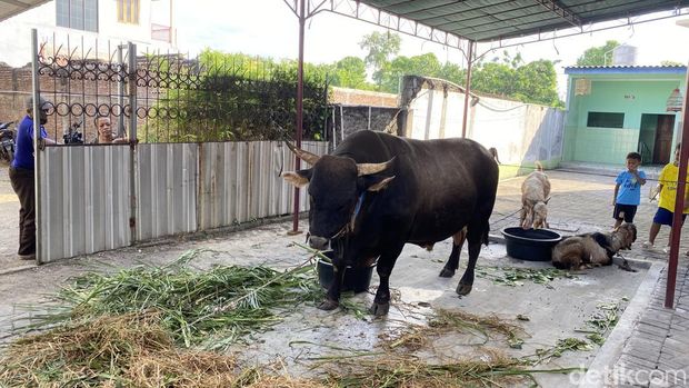 Sapi Kurban Prabowo di Semarang Sapi bantuan Presiden RI Prabowo Subianto untuk Masjid Al Birru, yang dinamai 'Kliwon', di Masjid Al Birru, Kelurahan Muktiharjo Kidul, Kecamatan Pedurungan, Kota Semarang, Selasa (26/5/2026).
