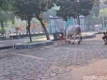 Sapi Kurban Prabowo Ngamuk Saat Tiba di Masjid Al Akbar Surabaya