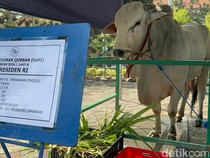 Sapi Kurban Prabowo Tiba di Masjid Al Akbar Surabaya, Ukurannya Jumbo!
