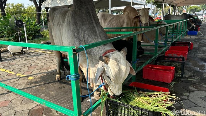 Sapi kurban Presiden Prabowo Subianto tiba di masjid Al Akbar Surabaya