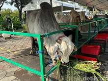 Beli Hewan Kurban Kena Pajak Nggak? Ini Kata DJP