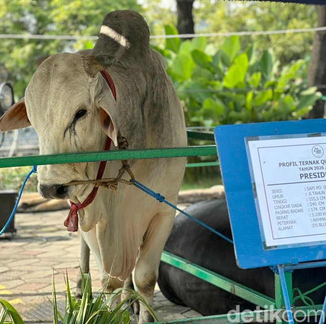 Potret Sapi Kurban Presiden Prabowo Subianto di Masjid Al Akbar Surabaya