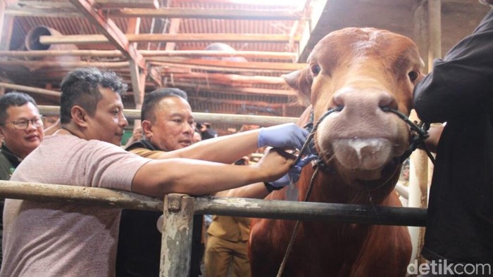 Sapi limosin 1,1 ton Presiden Prabowo di Kuningan