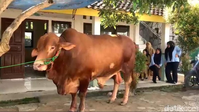 Sapi yang dikurbankan Presiden Prabowo di Lampung