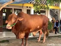 Besok, 16 Sapi Kurban Presiden Prabowo Disembelih di Lampung