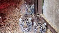 Kabar Gembira, 4 Harimau Sumatra Lahir di Inggris!