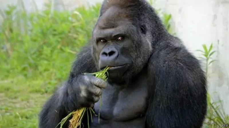Selain kambing, ada gorila yang dijuluki 'Si Ganteng' bernama Shabani. Dia sempat viral pada Maret 2015.