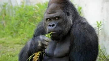 Selain kambing, ada gorila yang dijuluki Si Ganteng bernama Shabani. Dia sempat viral pada Maret 2015. Foto: AFP
