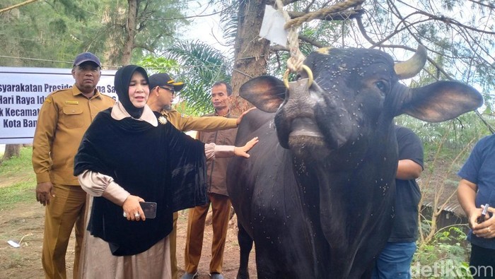 Banda Aceh Terima Sapi Kurban dari Prabowo, Dibeli dari Peternak Lokal
