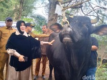 Banda Aceh Terima Sapi Kurban dari Prabowo, Dibeli dari Peternak Lokal