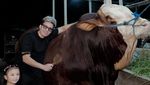Sapi Kurban Para Artis