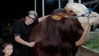 Atta Halilintar turut berkurban sapi yang dinamai Gabriel. Selain itu, ia membeli 12 ekor kambing. (Foto: dok Instagram ameenaatta)