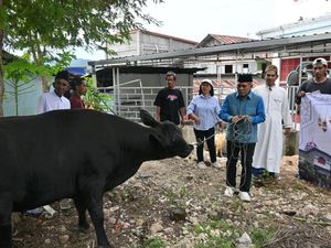 Idul Adha di Labuan Bajo Potong 912 Hewan Kurban, Ada Sapi Hitam Prabowo