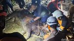 Damkar Evakuasi Sapi Kurban Nyemplung Septic Tank di Mojokerto