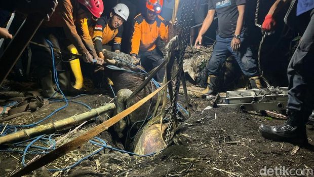 Damkar evakuasi sapi kurban nyemplung septicc tank di Mojokerto