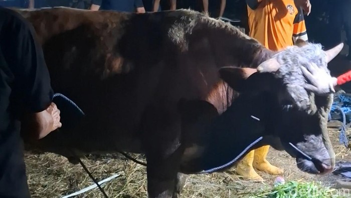 Damkar evakuasi sapi kurban nyemplung septicc tank di Mojokerto