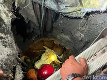 Video Drama 3 Jam Lebih! Angkat Sapi Kurban di Mojokerto Masuk Septic Tank
