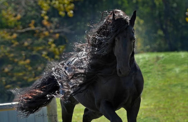 Frederik the Great adalah kuda jantan Friesian murni yang tinggal di Pegunungan Ozark, Arkansas, dan terkenal di internet sebagai 'kuda paling tampan di dunia.