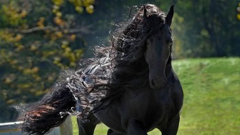 Frederik the Great adalah kuda jantan Friesian murni yang tinggal di Pegunungan Ozark, Arkansas, dan terkenal di internet sebagai kuda paling tampan di dunia. Foto: Cally Matherly