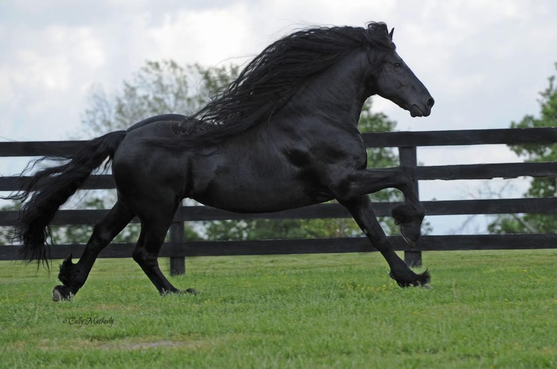 Frederik the Great adalah kuda jantan Friesian murni yang tinggal di Pegunungan Ozark, Arkansas, dan terkenal di internet sebagai 'kuda paling tampan di dunia.