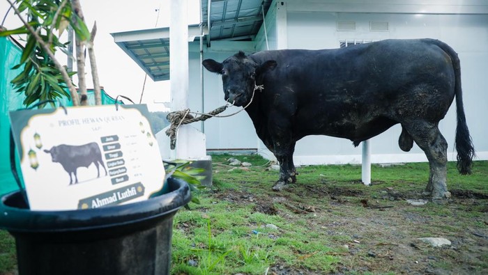 Gubernur Jateng Salurkan Hewan Kurban Sapi 906 Kg