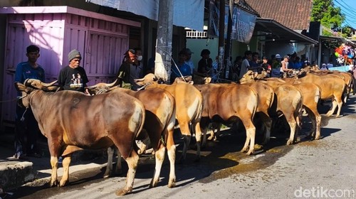 Hewan kurban di masjid Al-Umary Kelayu, Kecamatan Selong, Lombok Timur, NTB, Rabu (27/5/2026).