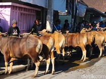 Terbanyak di NTB, Masjid Jami Al-Umary Sembelih 40 Sapi