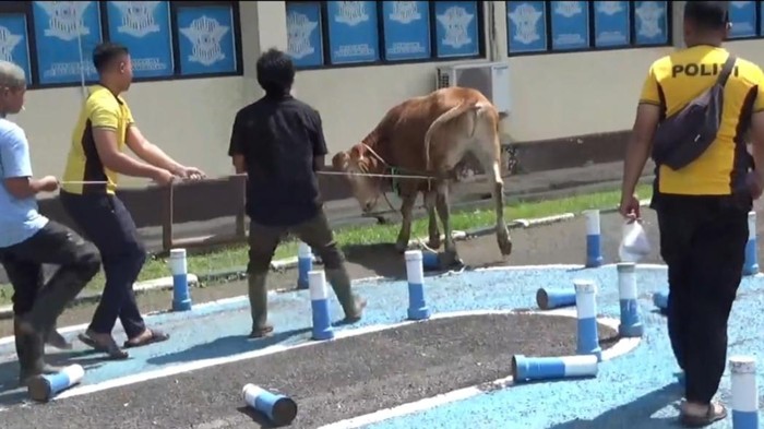 Hewan kurban sapi ngamuk di area uji SIM Satlantas Polres Sumedang.