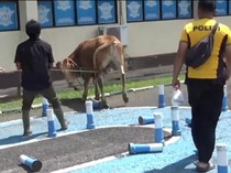 Sapi Kurban Nyaris Masuk Area Pelayanan SIM Polres Sumedang