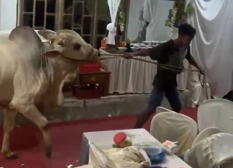 Idul Adha Tangkapan layar video memperlihatkan seekor sapi kurban masuk tenda hajatan di Grumbul Sokawera, Desa Pasir Kulon, Kecamatan Karanglewas, Selasa (26/5/2026) malam.