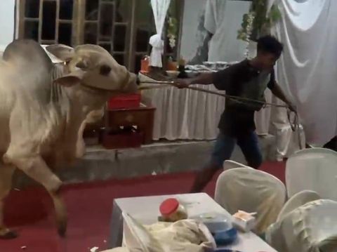 Idul Adha Tangkapan layar video memperlihatkan seekor sapi kurban masuk tenda hajatan di Grumbul Sokawera, Desa Pasir Kulon, Kecamatan Karanglewas, Selasa (26/5/2026) malam.