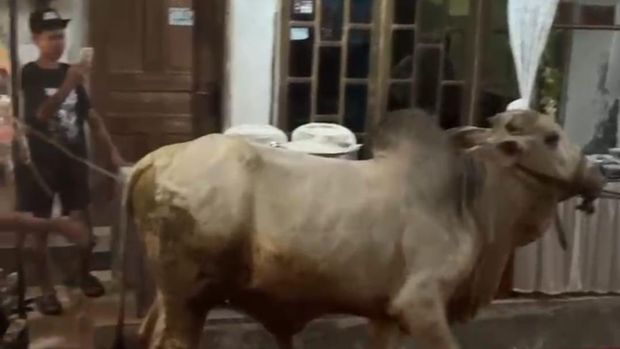 Idul Adha Tangkapan layar video memperlihatkan seekor sapi kurban masuk tenda hajatan di Grumbul Sokawera, Desa Pasir Kulon, Kecamatan Karanglewas, Selasa (26/5/2026) malam.