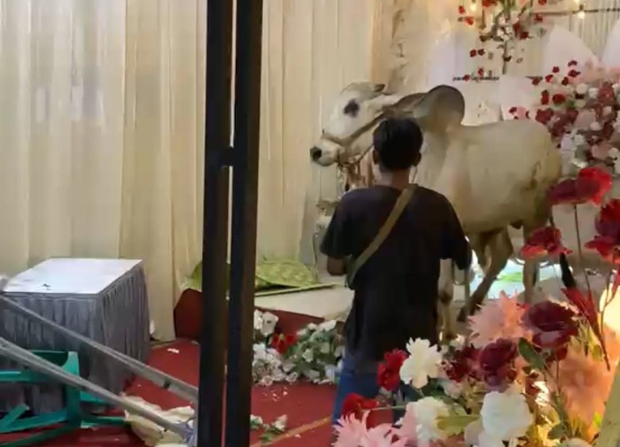 Tangkapan layar video memperlihatkan seekor sapi kurban masuk tenda hajatan di Grumbul Sokawera, Desa Pasir Kulon, Kecamatan Karanglewas, Selasa (26/5/2026) malam.