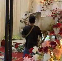 Viral Pernikahan Didatangi Sapi Kurban yang Lepas, Ngamuk Acak-acak Dekorasi