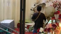 Viral Pernikahan Didatangi Sapi Kurban yang Lepas, Ngamuk Acak-acak Dekorasi