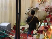 Geger Sapi Kurban Masuk Tenda Hajatan di Banyumas, Tamu Undangan Buyar