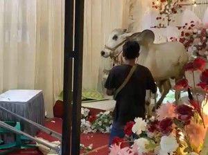 Viral Pernikahan Didatangi Sapi Kurban yang Lepas, Ngamuk Acak-acak Dekorasi