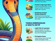 Infografis: Tanda-tanda Ada Ular Kobra di Dekat Anda