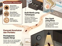 Infografis: Begini Tanda-tanda Ada Kecoa di Dalam Rumah