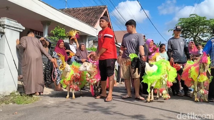 Kambing kurban dirias kostum karnaval dan diarak keliling kampung di Lumajang