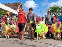 Kambing Kurban di Lumajang Dirias Ala Karnaval Lalu Diarak Keliling Kampung