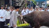 Batal Berangkat Haji, Purbaya Pakai Duitnya buat Beli Sapi Kurban Jumbo