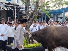 Batal Berangkat Haji, Purbaya Pakai Duitnya buat Beli Sapi Kurban Jumbo