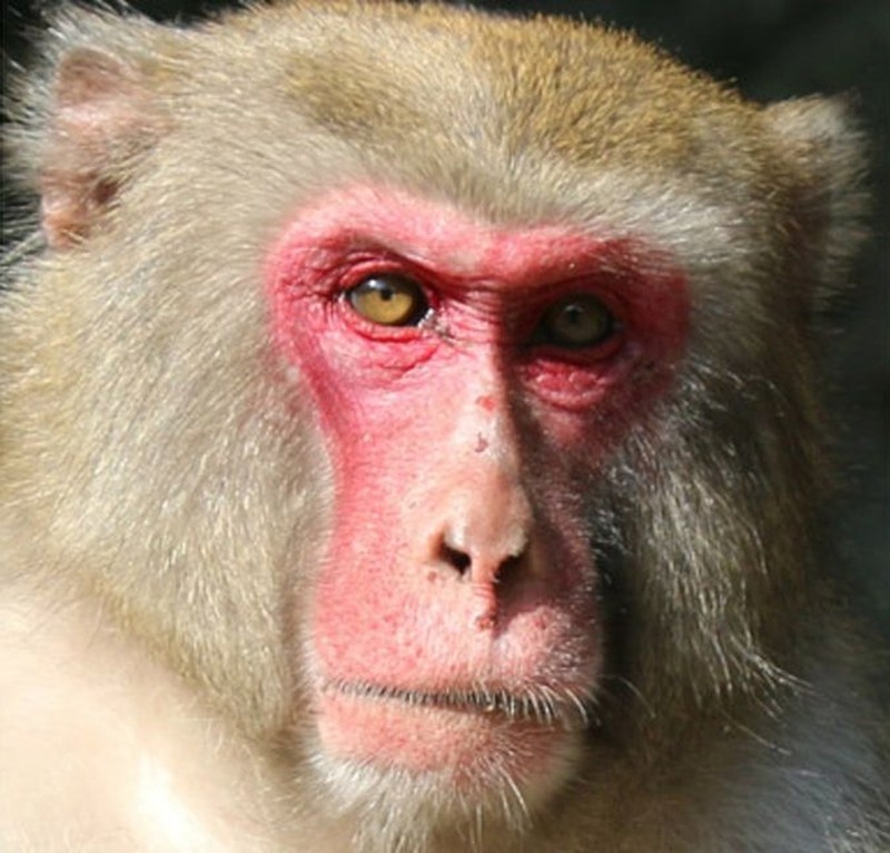 Sekarang, kita bahas Six, yakni monyet yang dijuluki monyet terganteng di dunia asal Jepang. Dia menjadi pemenang monyet yang paling ganteng di seluruh kebun binatang di Jepang oleh kontes dari Takasakiyama Natural Zoologi Garden.