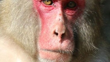 Sekarang, kita bahas Six, yakni monyet yang dijuluki monyet terganteng di dunia asal Jepang. Dia menjadi pemenang monyet yang paling ganteng di seluruh kebun binatang di Jepang oleh kontes dari Takasakiyama Natural Zoologi Garden. Foto: X/WSJAsia